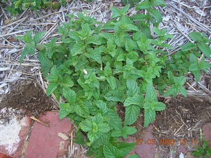 Mint: Details, Properties, Effects